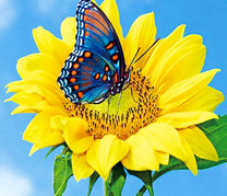 Яркий подсолнух с бабочкой