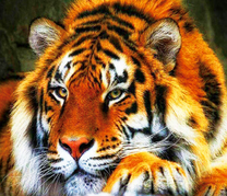 Большой тигр на отдыхе