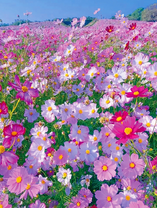 Поляна цветов травянистой космеи