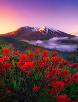 Поляна красных цветов на фоне заснеженных гор