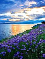 Цветочная поляна у реки