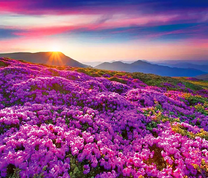 Цветочная долина