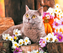 Серая кошечка среди летних цветов