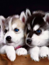 Два пушистых щеночка лайки