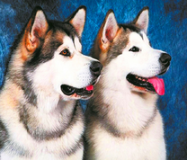 Две уставшие хаски