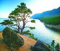 Деревья на скале над морем