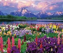 Цветущая поляна у горного озера