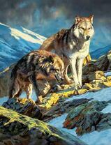 Два волка на снежных скалах