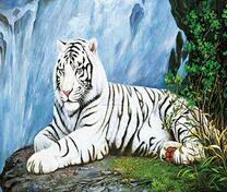 Белый тигр на площадке у водопада