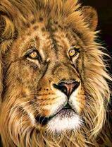 Большой пушистый лев с добрыми глазами