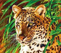 Леопард выходит из зеленых зарослей