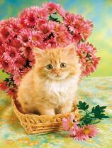 Рыженький котёнок в корзинке с хризантемами