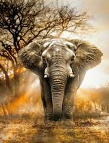 Большой слон в Африке