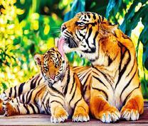 Тигрица умывает тигренка