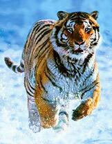 Бег тигра по заснеженной равнине