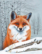 Рыжая лисичка в заснеженном лесу