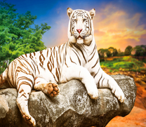 Бенгальский тигр на камне