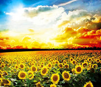 Яркое солнце над полем подсолнухов