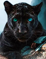 Пантера с глазами цвета морской волны
