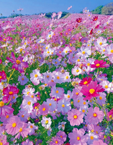 Поляна космей