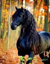 Бархатистый черный конь в осеннем лесу
