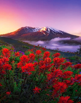 Красные цветы с видом на горы