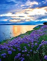 Нежные цветочки на берегу широкой реки