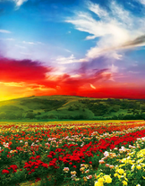 Поле с разноцветными розами