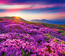 Цветочная горная долина