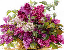 Пышный разноцветный букет сирени