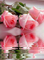 Отражение трёх розовых роз в воде