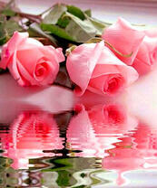 Нежное отражение букета роз