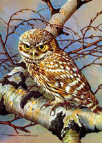 Филин на березе