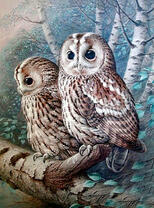 Совы на ветке дерева