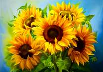 Крупный букет подсолнухов