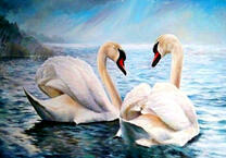 Пара лебедей на озере