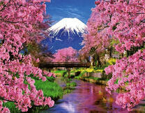Цветение сакуры на фоне Фуджи