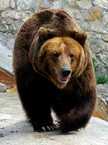 Хозяин тайги зимой