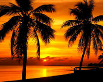 Пальмы, закат и море