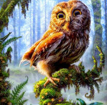 Любопытная сова