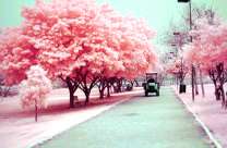 Розовая аллея