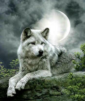 Белый волк под луной
