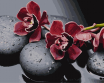 Бардовые орхидеи на черных камнях