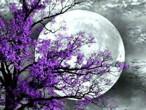 Полная луна и фиолетовые цветы