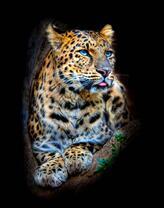 Величественный леопард