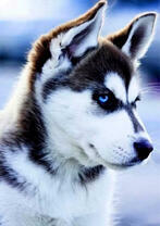 Маленький щенок хаски