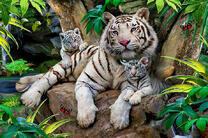 Семья белых тигров на камнях