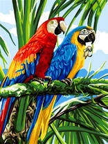 Два ара в яркой раскраске