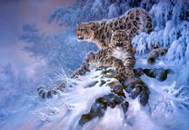 Пара снежных барсов в ночном лесу