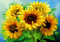 Пять цветущих подсолнухов